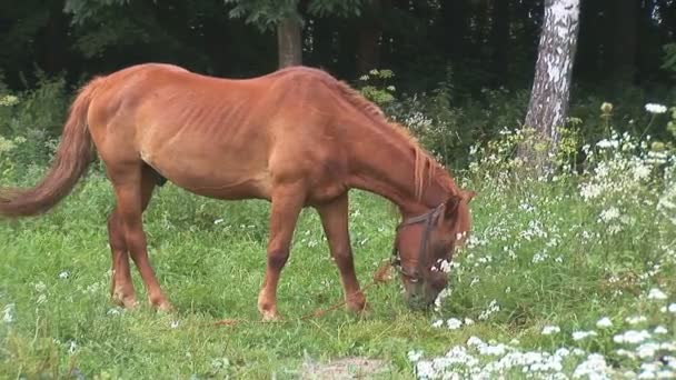 Caballo — Vídeo de stock