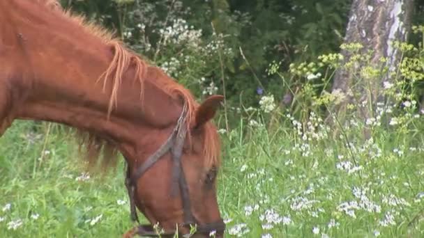 cheval