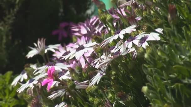 Jerusalén Flores — Vídeos de Stock