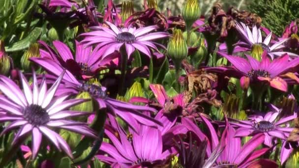 Jérusalem Fleurs 