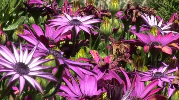 Jeruzalem bloemen — Stockvideo