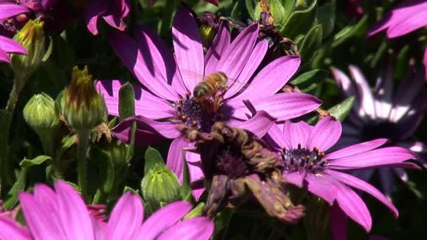 Jerusalem flowers — Stock Video