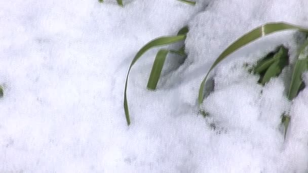 Jerusalem snö 2012 — Stockvideo