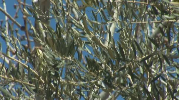 Zweige eines Olivenbaums gegen den Himmel — Stockvideo