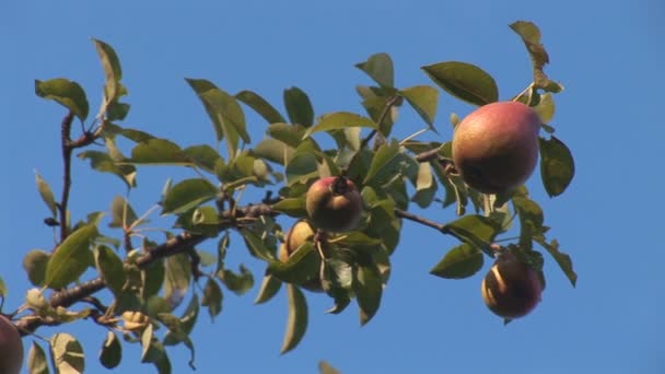 Pears hanging on a branch — Stock Video