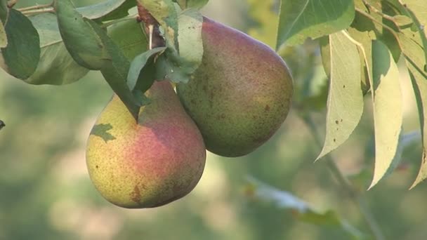 Peren hangend aan een tak — Stockvideo