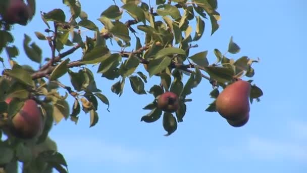 Päron hängande på en gren — Stockvideo