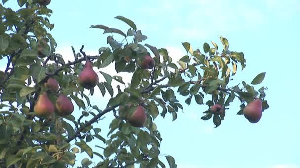 Pears hanging on a branch — Stock Video