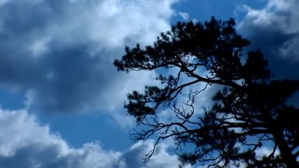 Pino en el viento — Vídeos de Stock