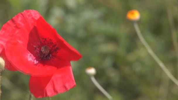 Beautiful red poppy — Stock Video