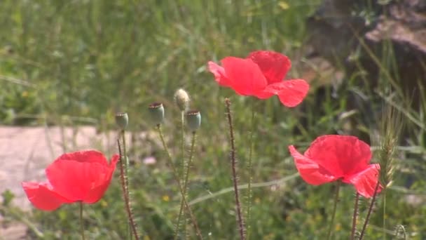 Schöner roter Mohn — Stockvideo