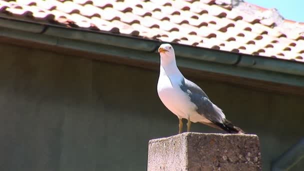 Gaivota no telhado — Vídeo de Stock