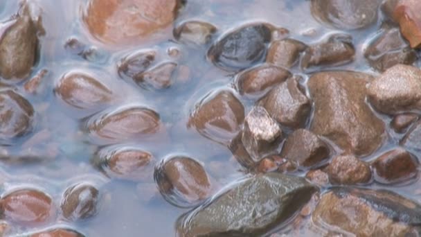 Piedras redondas húmedas — Vídeos de Stock