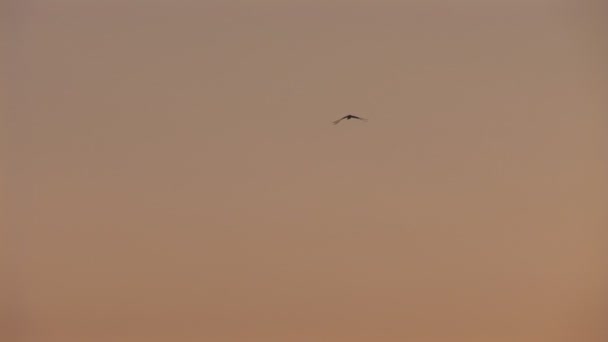 Cigüeña volando en el cielo — Vídeo de stock