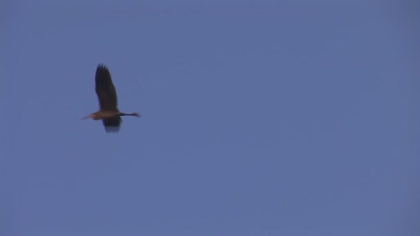 Аист, летящий в небе — стоковое видео