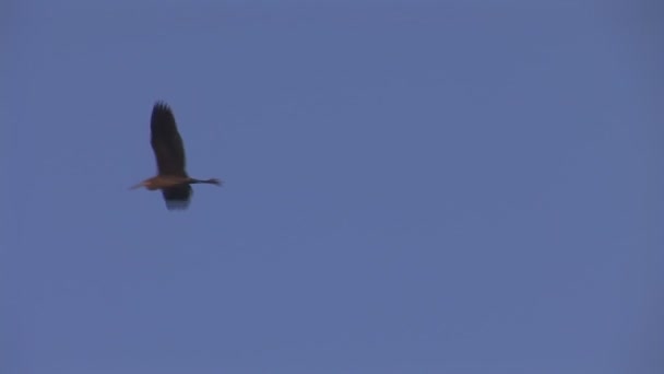 cigogne volant dans le ciel