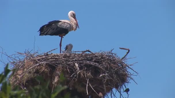 Stork standing in the nest — Stock Video
