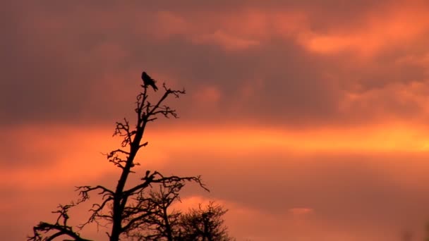 Zonsondergang kraai — Stockvideo