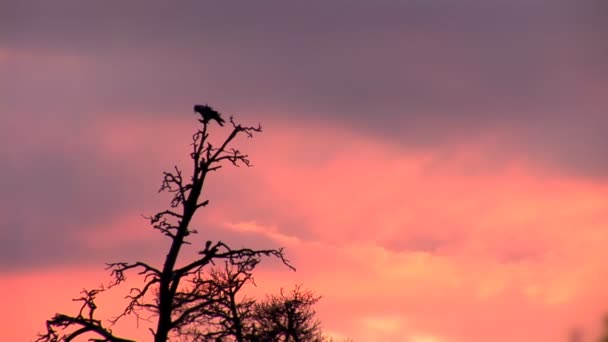 Krähe bei Sonnenuntergang — Stockvideo