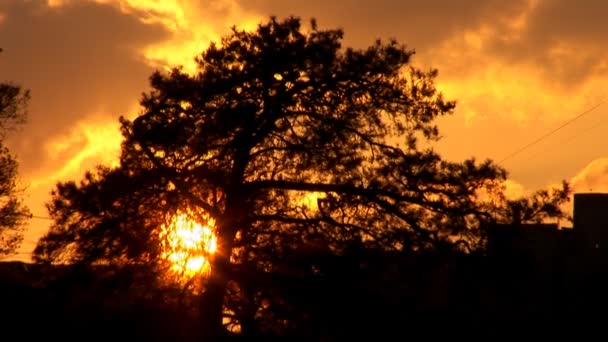 Solnedgång träd — Stockvideo