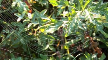 Web çim