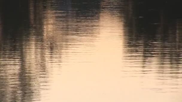 Oberfläche des Wassers bei Sonnenuntergang — Stockvideo