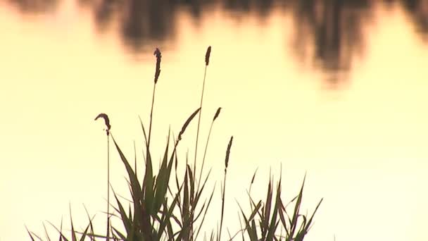 Wasser bg — Stockvideo