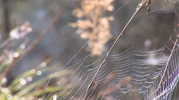 Web on the grass — Stock Video