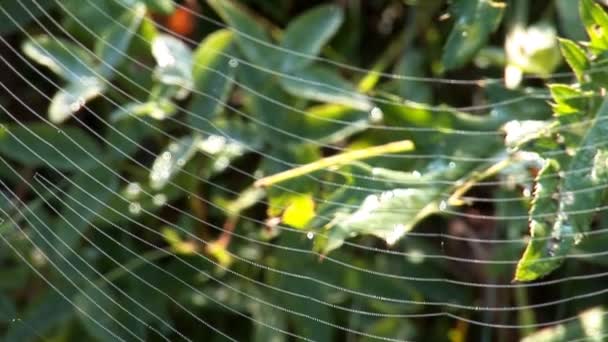 Web sur l'herbe 