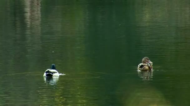 Yaban ördeği — Stok video