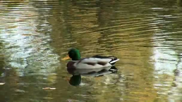 Wild duck — Stock Video