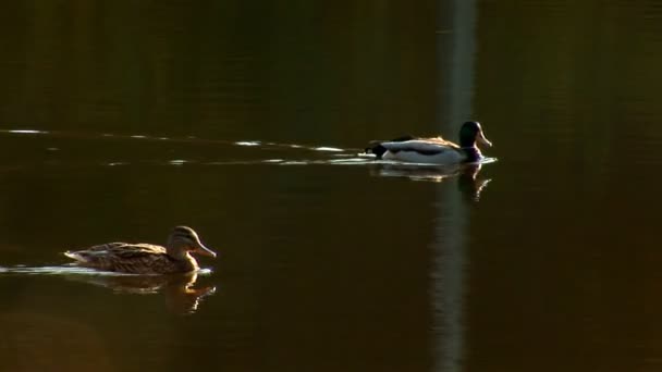 Wild duck — Stock Video