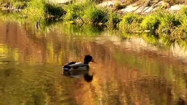 Canard sauvage 