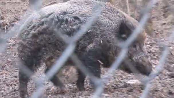 강포한 돼지 — 비디오