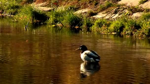 野鸭 — 图库视频影像