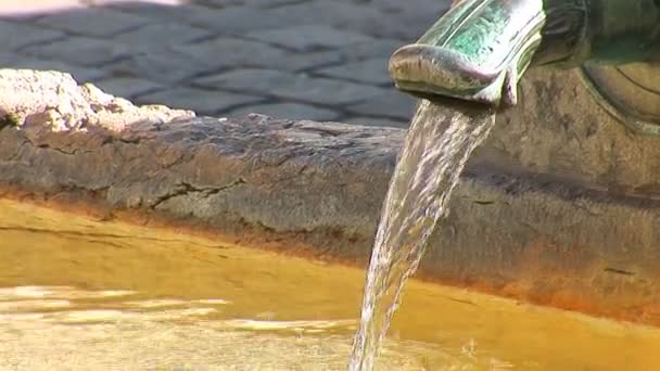 Sperling im Springbrunnen — Stockvideo