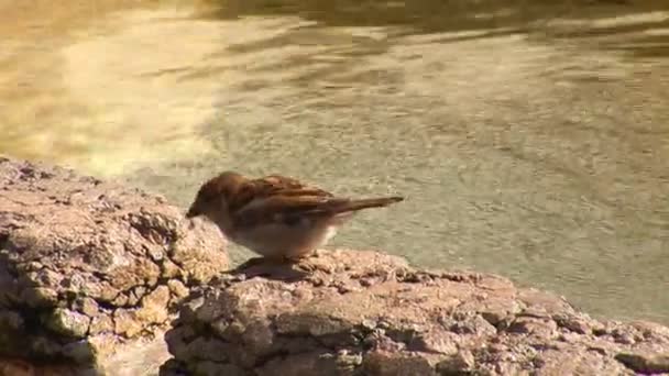 Sparrow in a fountain — Stock Video