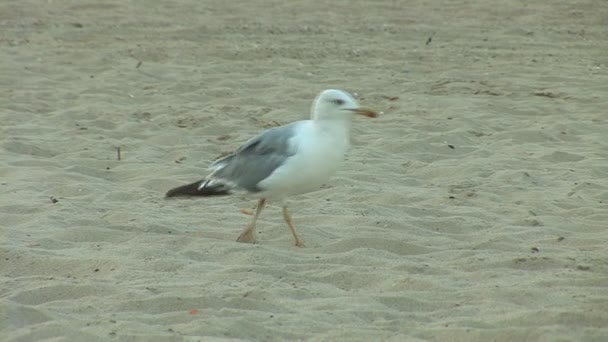 Måsen på en strand — Stockvideo