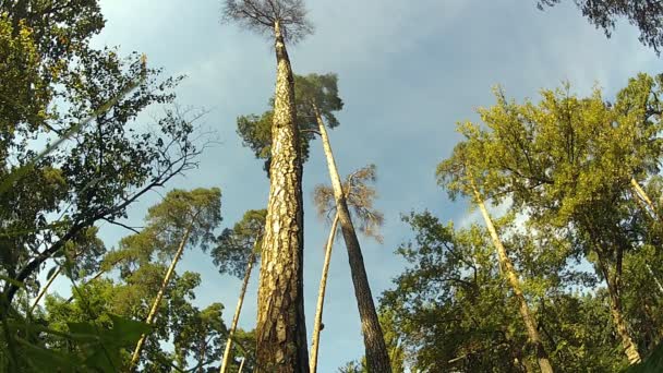 Pinos — Vídeo de stock