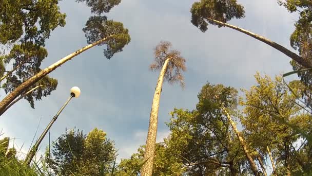 Çam ağaçları — Stok video