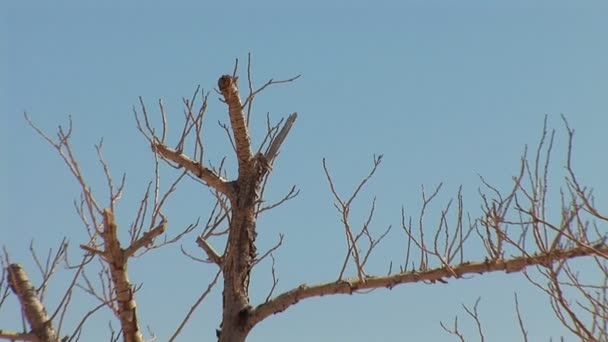 Döda trädet på fästningen masada — Stockvideo