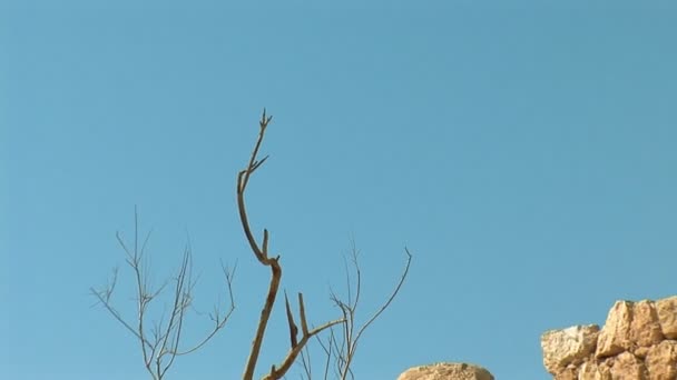 Árbol de Masada — Vídeos de Stock