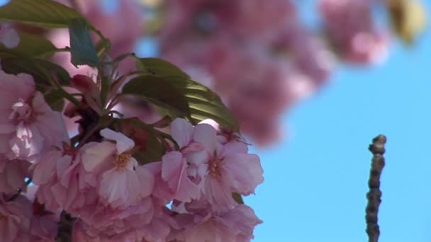 Árbol floreciente — Vídeos de Stock