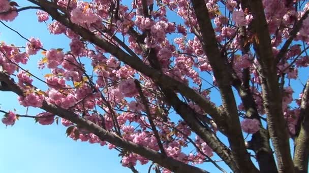 Árbol floreciente — Vídeo de stock