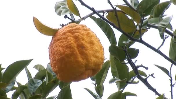 Лимонное дерево — стоковое видео