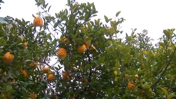 Lemon tree — Stock Video