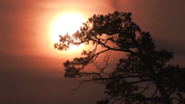 Pine möter dawn — Stockvideo