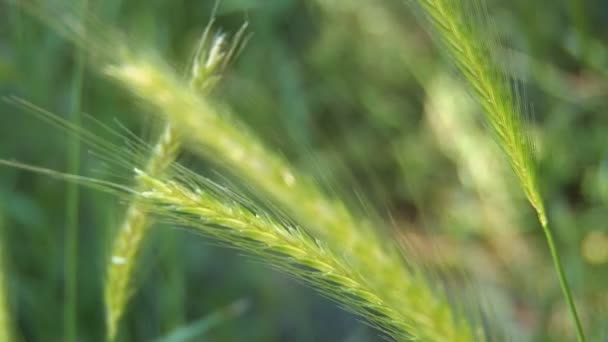 Herbe de champ 