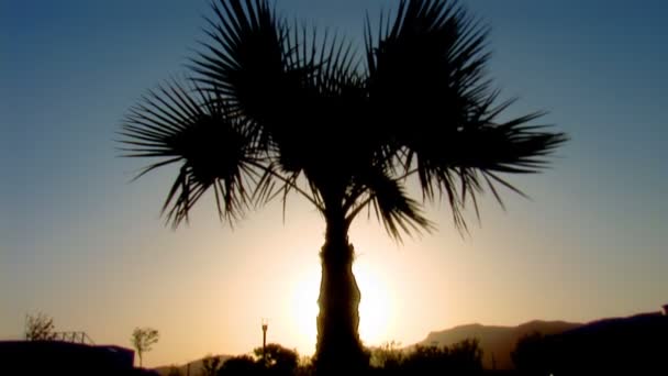 Palmträd — Stockvideo