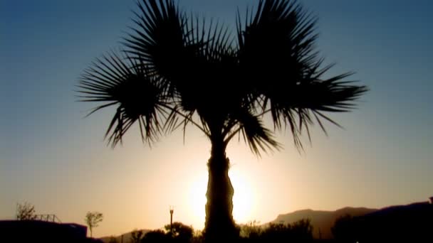 Palmera — Vídeos de Stock